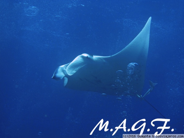 MANTAS EN ATOLON MOOFUSHI BERU
EStación de limpieza de las mantas. Aquí llegan desde todos sitios a desparasitarse. Mientras quedas 