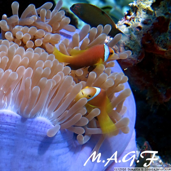 BUCEO EN MALDIVAS
Peces del los arrecifes de coral de Maldivas.
