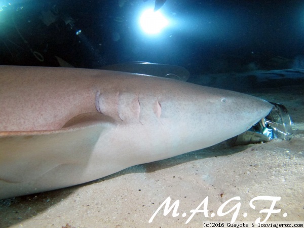 BUCEO EN MALDIVAS
Buceo nocturno con tiburones nodriza en el ALIMATHAA RESORT. Nunca estarás más cerca de estos animales.
