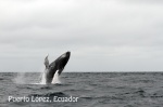BALLENAS JOROBADAS. PUERTO LÓPEZ. ECUADOR
Ecuador Puerto Lopez ballenas