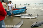 TRADITIONAL FISHING IN PUERTO LOPEZ. ECUADOR