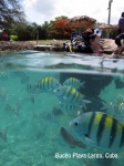 BUCEO EN BAHIA DE COCHINOS. CUBA