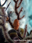 BUCEO EN BAHIA DE COCHINOS. CUBA