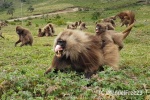 MONTAÑAS DE SIMIEN