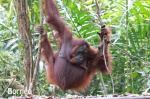 BORNEO. P.N. TANJUN PUTING
BORNEO, TANJUN, PUTING, Orangutan, Campamento