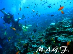 VIDA EN EL ARRECIFE DE CORAL
arrecife coral Maldivas