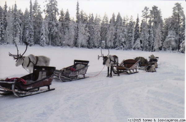 Laponia: navidad 2014
Paseando con Rudolph
