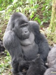 Gorila en Ruhija, Bwindi Impenetrable Forest
Gorila, lomo plateado, Ruhija, Bwindi, Uganda