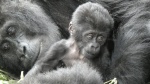 Junior and mom, Bwindi Impenetrable Forest