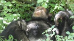 Chimpancé 4 en Kyambura Gorge