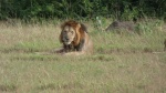 León en Queen Elisabeth National Park