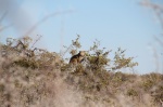 Etosha leopardo