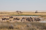 Etosha mix