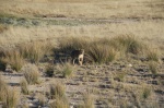 Etosha leona