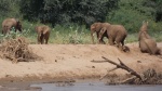 Baño elefantes