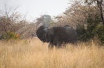 Elefante Mahango Game Reserve