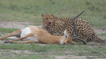 Guepardos Masai Mara4