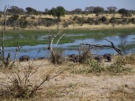 Hipopótamos en Makgadikgadi Pans National Park