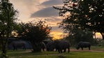 Rinocerontes al amanecer en Ziwa 2