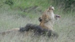 Leones Masai Mara4