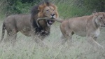 Leones Masai Mara2