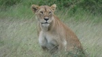 Leones Masai Mara3
