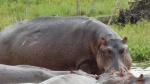 Hipopótamos en el Nilo, Murchison Falls National Park