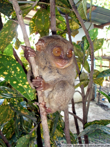 Mono tarsier, de los más pequeños del mundo (Filipinas)
No sé si será como dicen allá en Bohol que es el mono más pequeño, pero cabe en una palma de la mano
