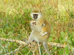 Monito en Lago Nakuru, Kenia