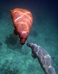 Manatíes en Belice