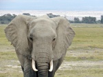 Elefante en Amboseli
Elefante, Amboseli, Parque, ideal, para, elefantes, grandes, machos, hembras, crías