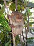 Mono tarsier, de los más pequeños del mundo (Filipinas)