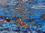 Tiburones y rayas en la Laguna de Bora Bora
Tiburones, Laguna, Bora, Puntas, rayas, negras, fondo, buscando, comida, escasos, metros, cámara