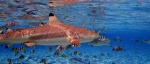 Tiburones en Bora Bora
Tiburones, Bora, Tiburón, punta, negra, aproximándose