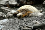 Black Sand Beach in Hawaii