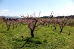 Melocotoneros floridos en Ribera de Ebro