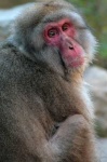 Macaco japonés en el Parque de Jigokudani
