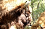 Bisonte europeo -Bison bonasus