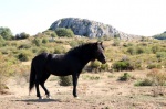 Caballo losino en la montaña palentina