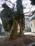 Robinia en Jardín Renée Viviani