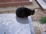 Gato negro en cementerio de Montmartre