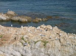 Gaviotas en la Isla de Ons
Gaviotas Ons Pontevedra España