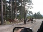 Cabras cortando la carretera en soria