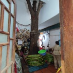 Árbol dentro de casa