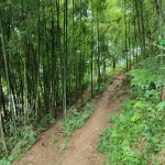 Cañas Bambú
