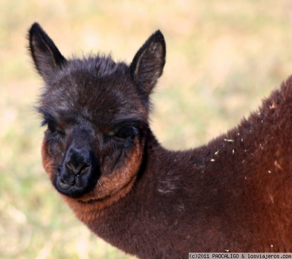 PRECIOSA EN CUSCO
Una lindura que andaba por el Valle Sagrado
