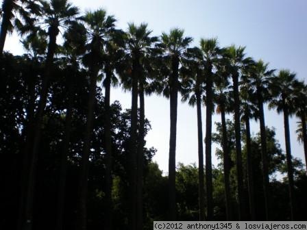 Jardín botánico de Atenas
Vista de una de las avenidas del jardín botánico de Atenas
