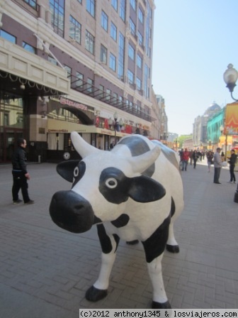 Una vaca en la calle Arbat, Moscú
Vaca del logotipo de los restaurantes My-My.
