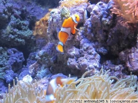 Un par de peces payaso en el Oceanario de Lisboa
Dos peces payaso y unas anémonas en el Oceanario de Lisboa, en el Campo de las Naciones
