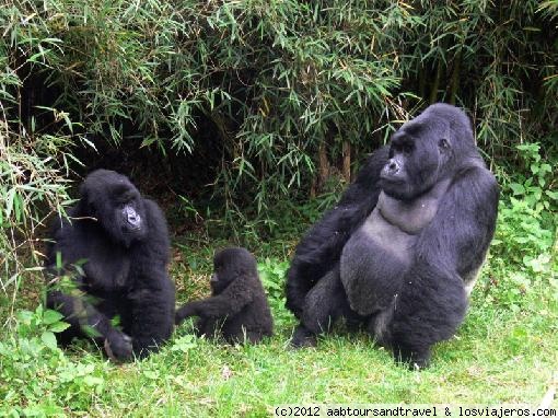 Gorillas Family
Uganda Mountain Gorillas having their leisure in Bwindi Impenetrable Forest
